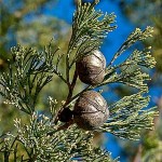 A picture of White Cypress Pine leaves & cones.