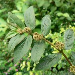 Chamaesyce hirta (Spurge) Leaves, Stem & Flowers