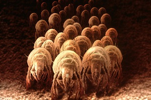 A Dust Mite Horde Infesting Carpet