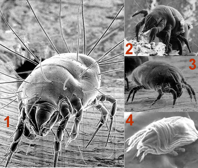 The four common dust mite species that induce allergy symptoms